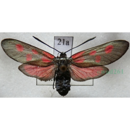 Zygaena viciae (Denis & Schiffermüller, 1775) Kraśnik wykowiec Czech21a
